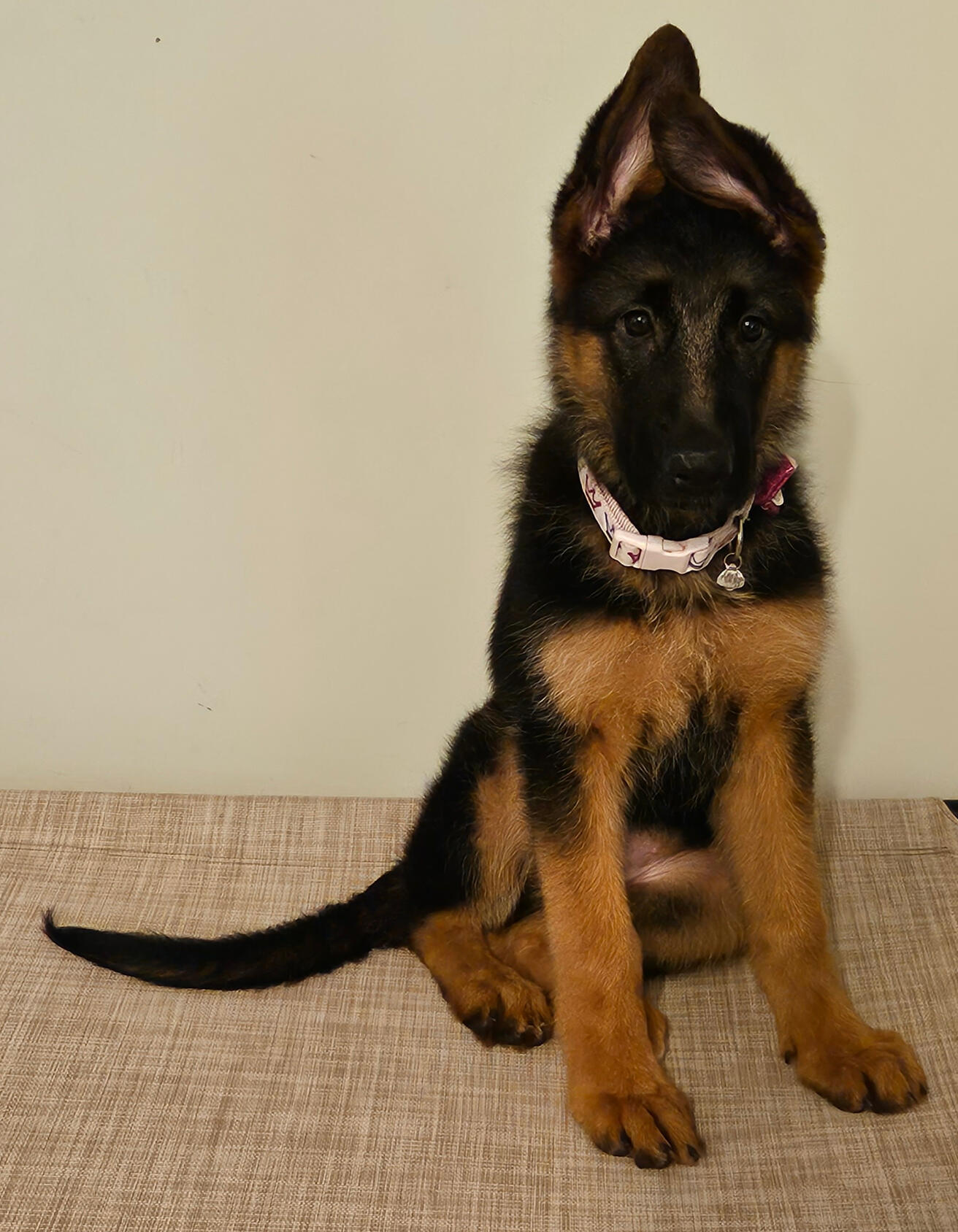 Nyx - 2023 at 12 Weeks Old